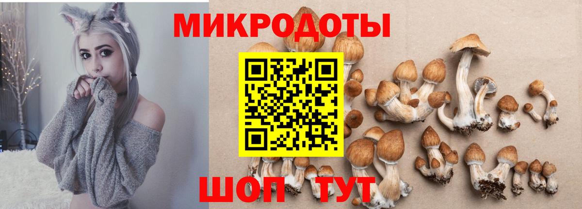 Псилоцибиновые грибы Psilocybe Гай